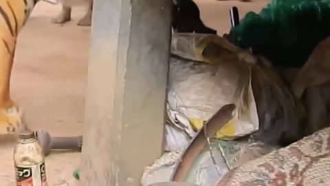 Fake Tiger Prank Dogs So Funny