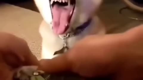 funny animals