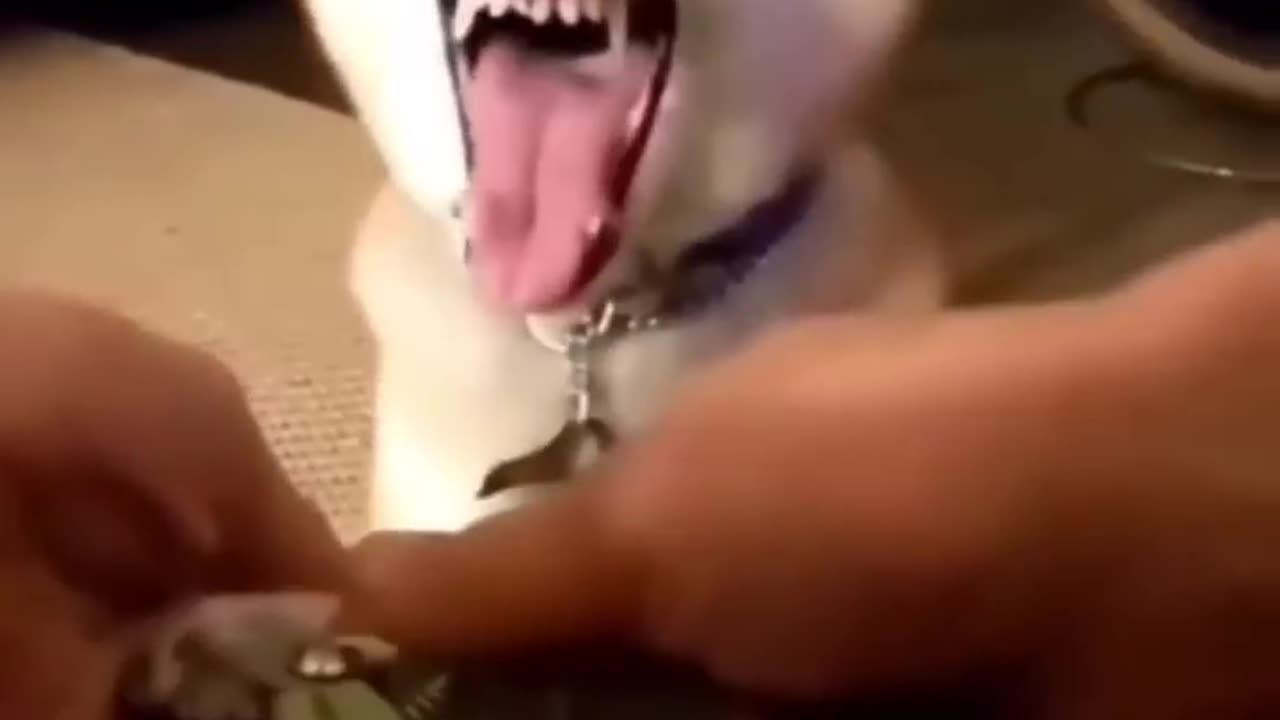 funny animals
