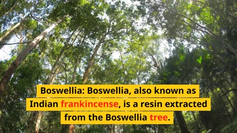 Boswellia