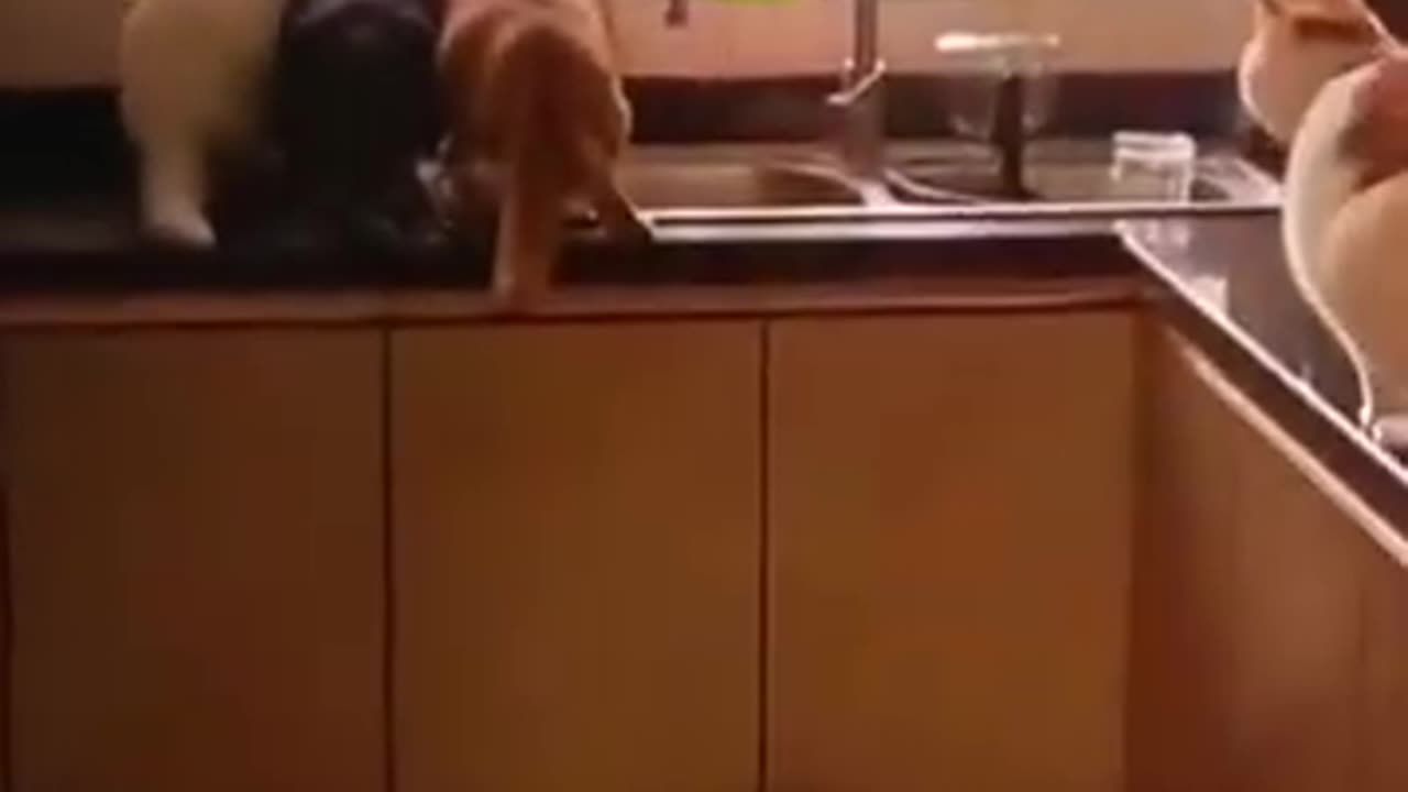 Funny Cat videos 😂😂