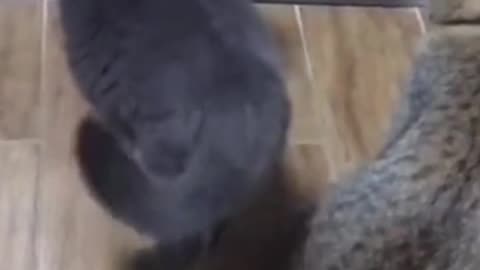 Funniest Cats Fighting