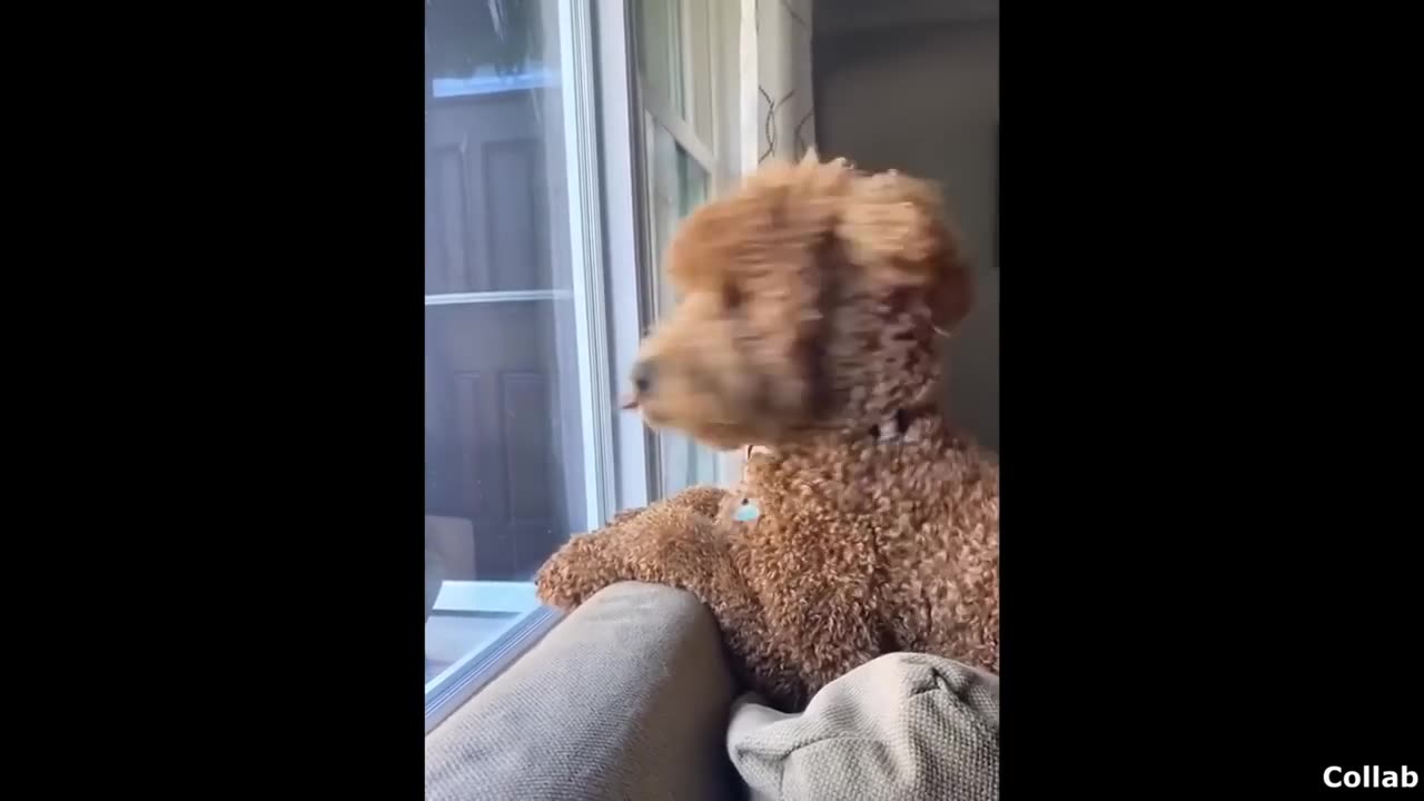 This Video = Instant Mood Booster! 🐾❤️🤣