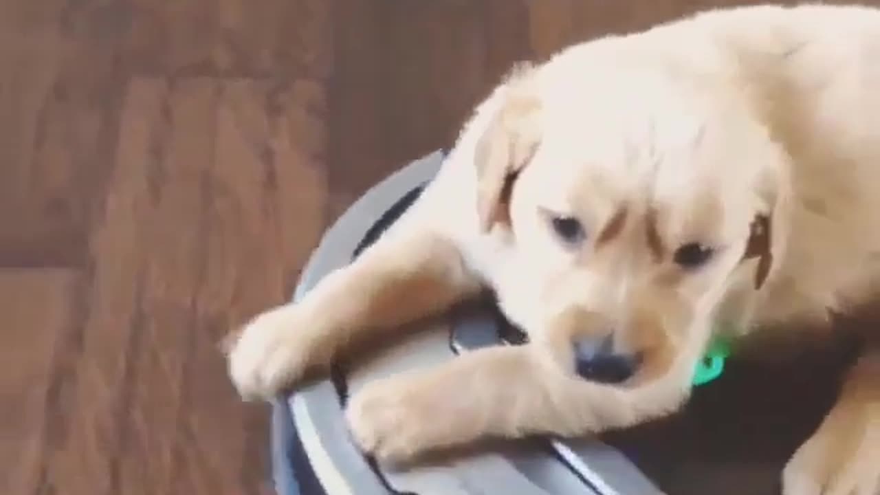 Cute and funny animals