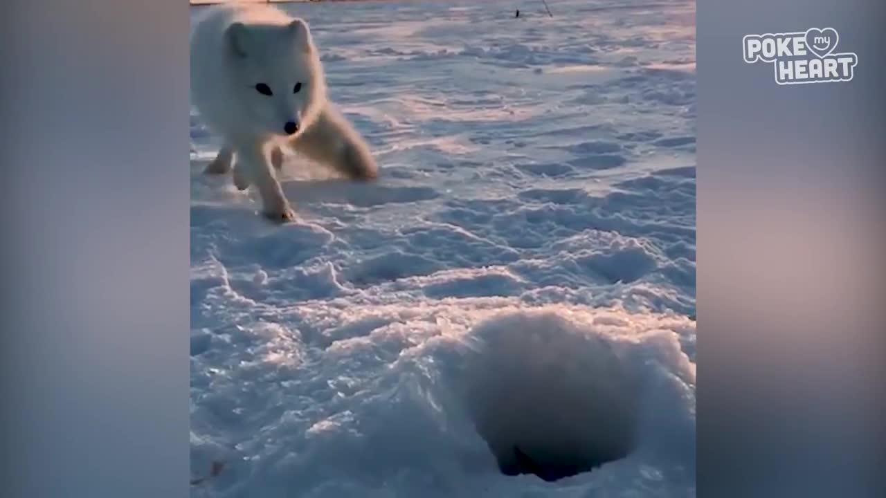 Baby Arctic Fox Steals Mans Fish