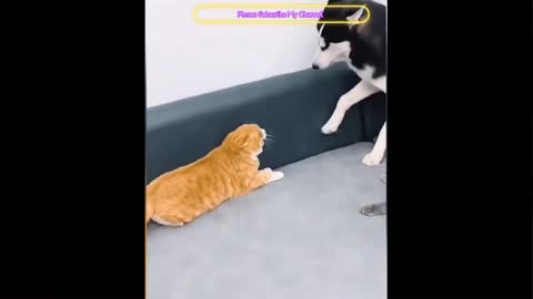 Cat very funny video