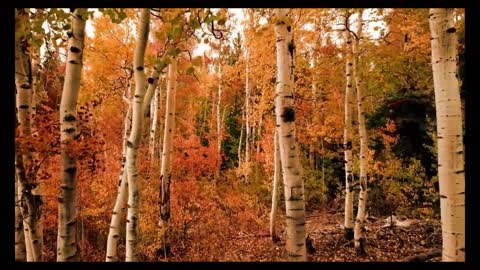 Beauty Of Nature _ Time-Lapse