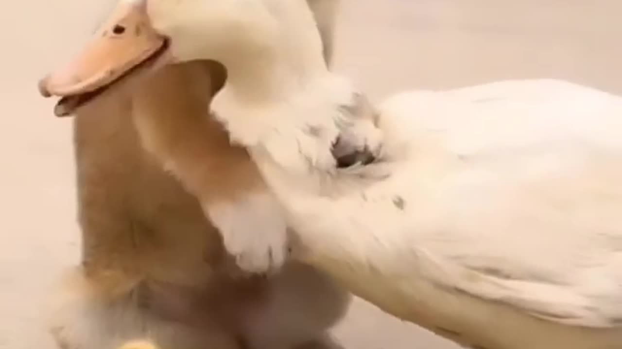 Dog playing with the duck 🦆🦆 baby