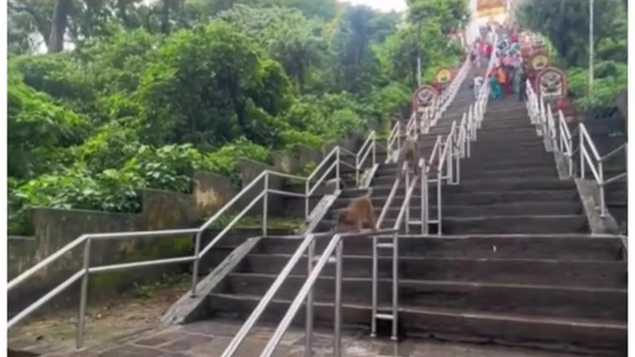 funny video
