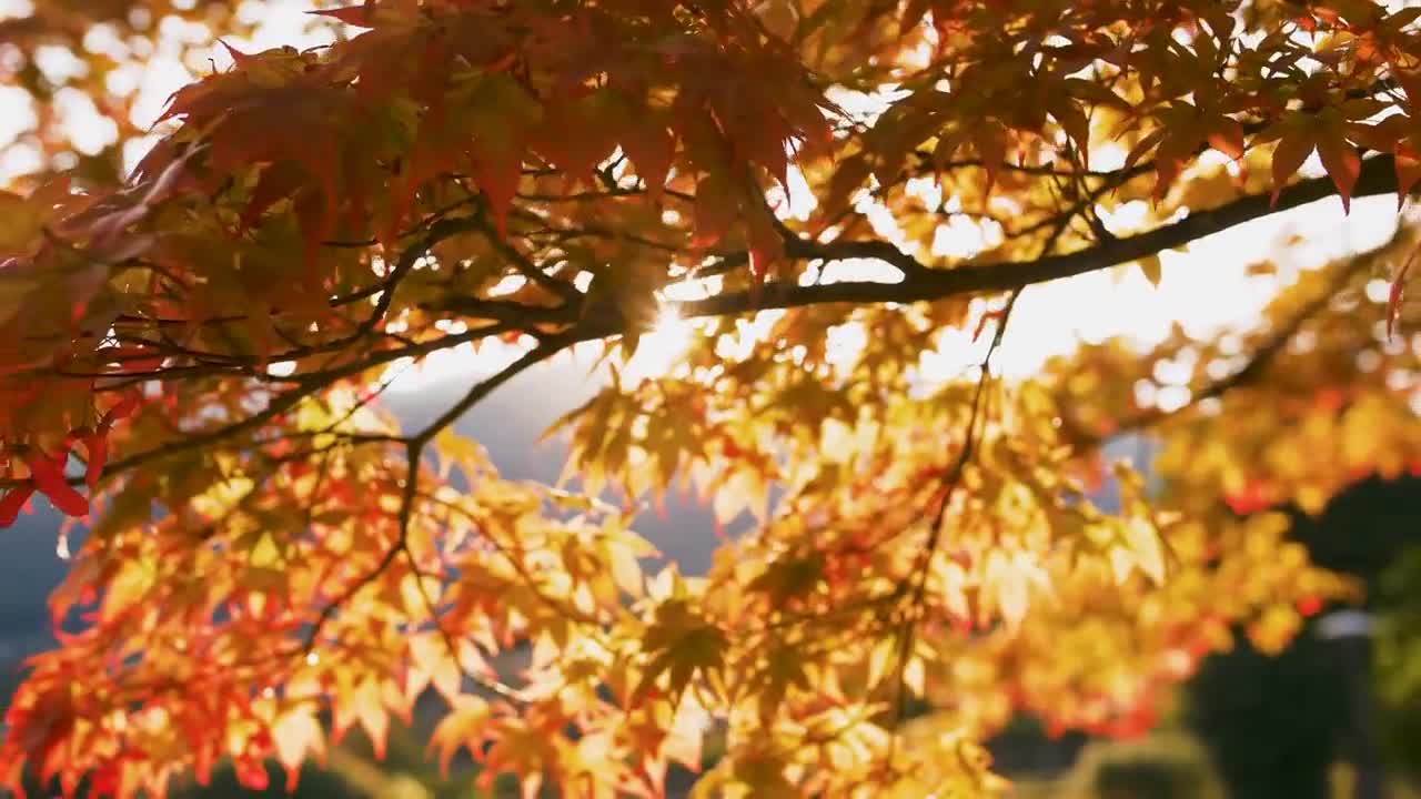 Enchanting Autumn Forests with Beautiful Piano Music