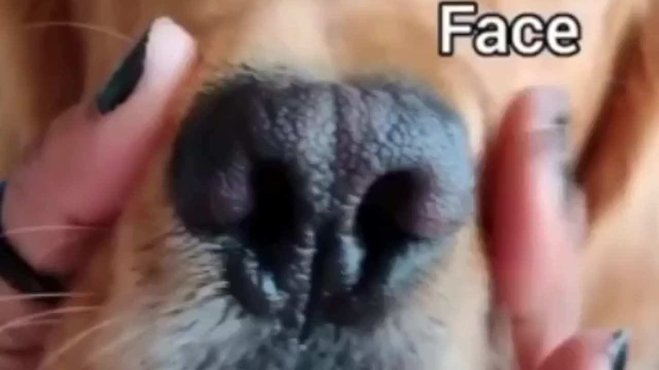 funny cute puppy video