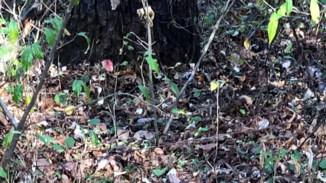 American Woodcock