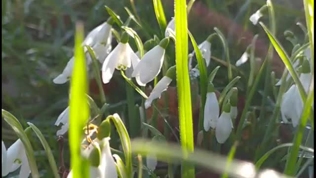 Snowdrops 3