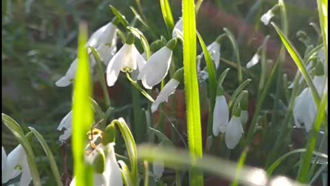 Snowdrops 3