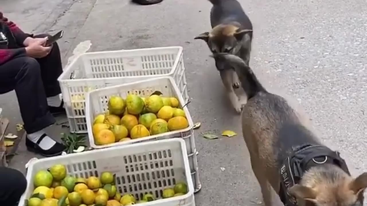 Fruit Stealer Dogs #shorts #viral #shortsvideo #video