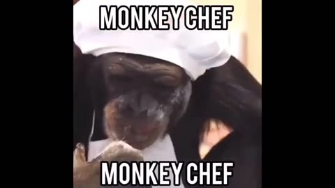 Monkey Meme Compilation