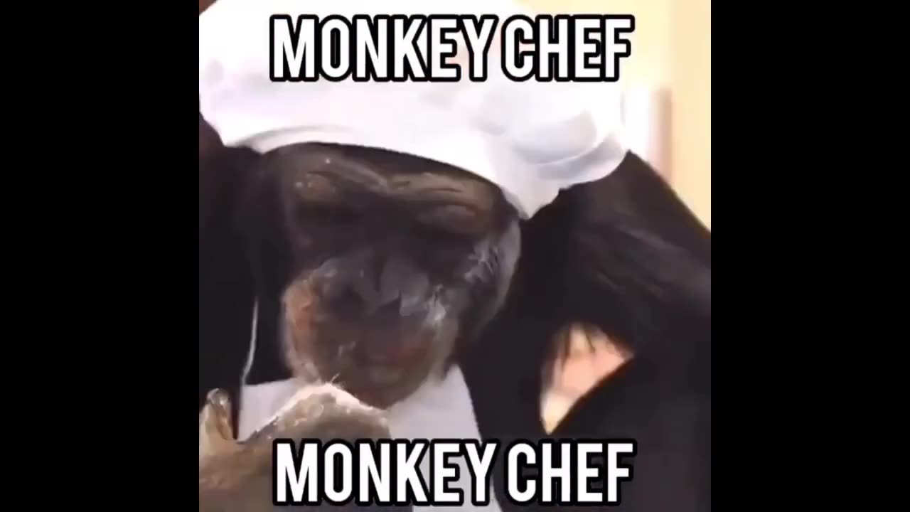 Monkey Meme Compilation