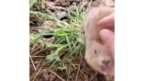 #CuteBabyAnimals #Funny #daily #Shorts #amushorts #rumble C156