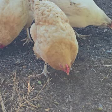 OMC! Easter Eggers Brownie and Whitey battle for corn in a sea of Buff Orpingtons!