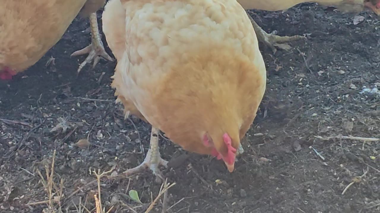 OMC! Easter Eggers Brownie and Whitey battle for corn in a sea of Buff Orpingtons!