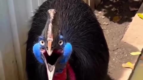 Cassowary is the most dangerous bird in the world