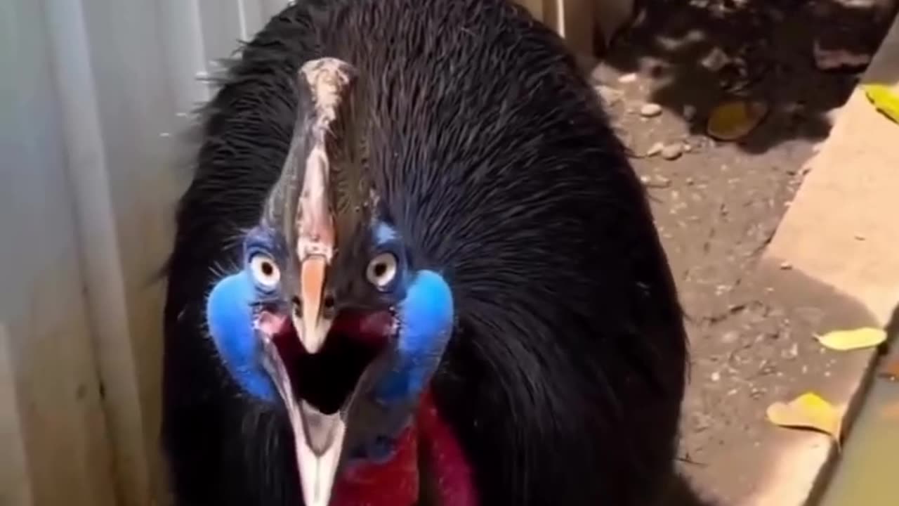 Cassowary is the most dangerous bird in the world