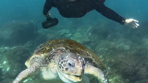 Cute tortoise of ocean