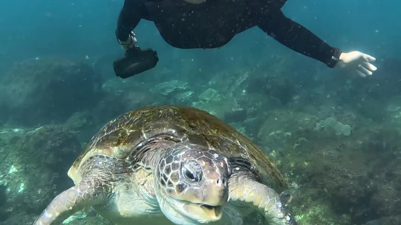 Cute tortoise of ocean