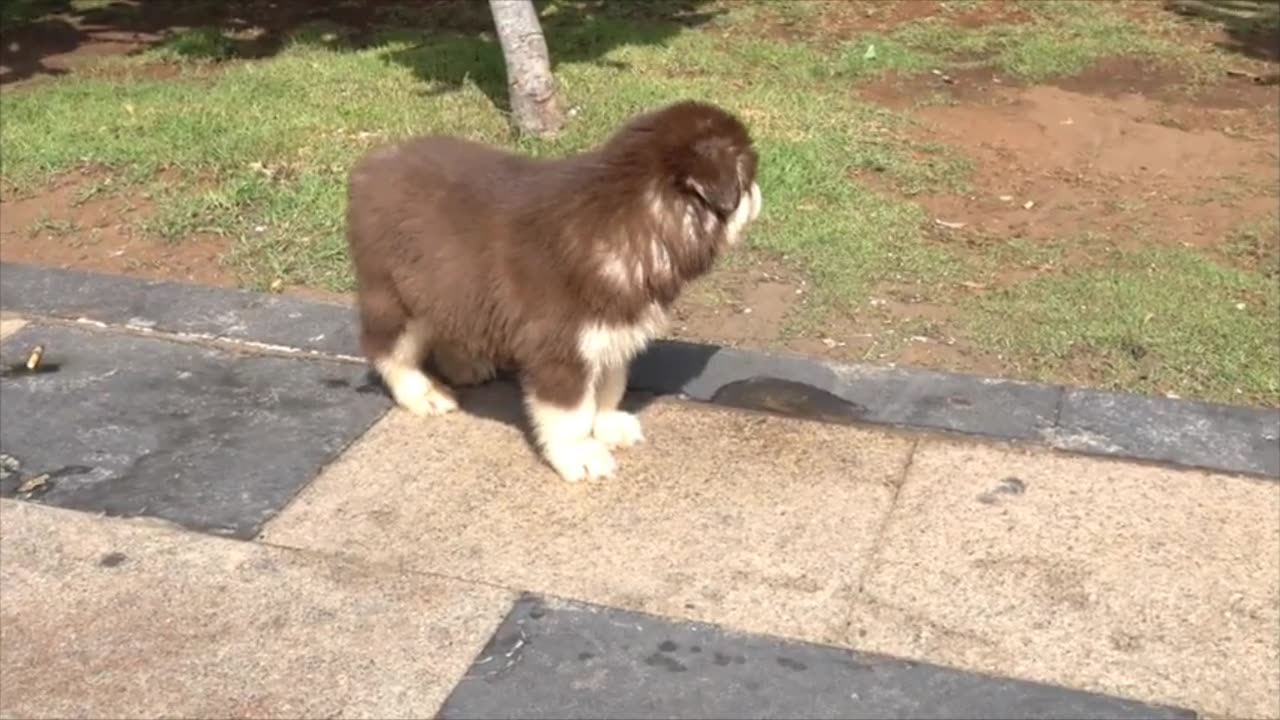 Five Cute 1.5 Months Old Alaska Puppies Playing On Vung Tau Park 4 | Viral Dog Puppy