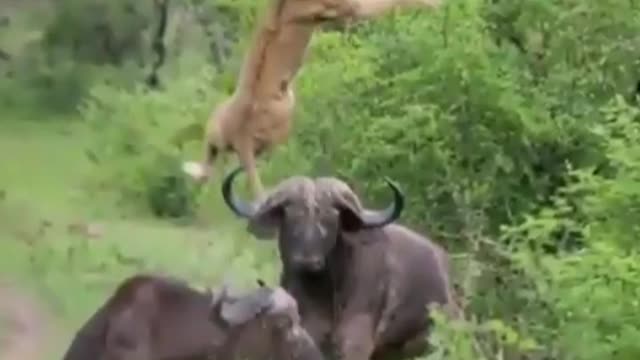 Buffalo attack on a lion.