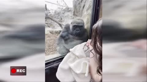 Mommy Gorilla Fell in Love With New Born Baby