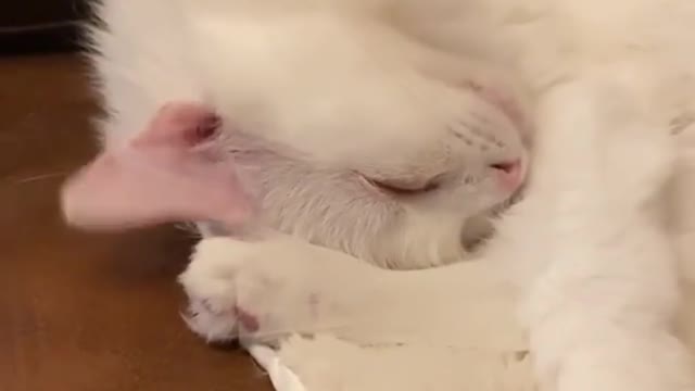 funny cats, funny cats and dogs, funny cats videos, funny cats compilation, funny cats shorts