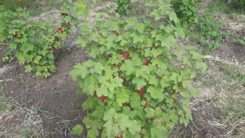 The currants are ripe!