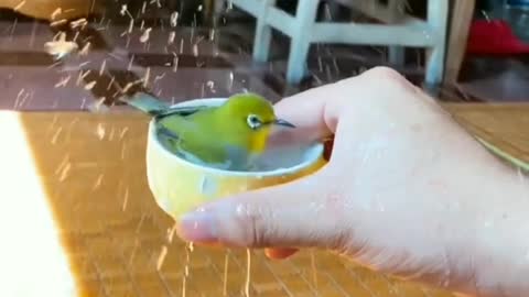 little bird bathing in a cup of tea