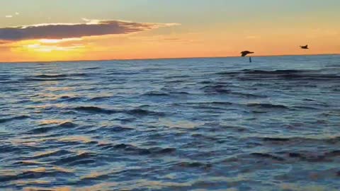 Beautiful Scenery and Sea Birds