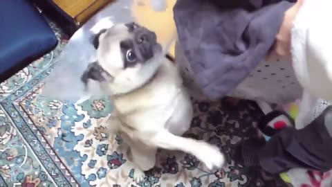 Cute dogs