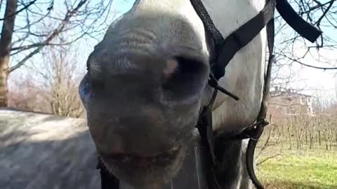 Horses Drink From Barrel