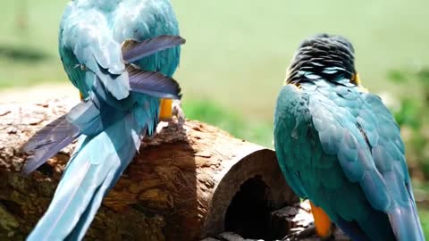 parrots on a log