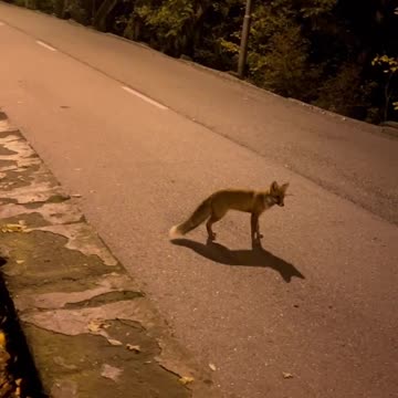 Вечерний променад 🏃🏻‍♂️🦊 Um passeio noturno🏃🏻‍♂️🦊