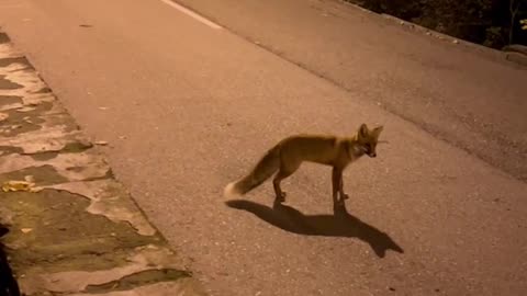 Вечерний променад 🏃🏻‍♂️🦊 Um passeio noturno🏃🏻‍♂️🦊
