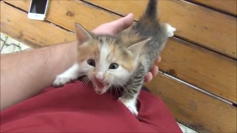 "The Cutest Kittens Meowing - A Bundle of Joy 🐱😻"