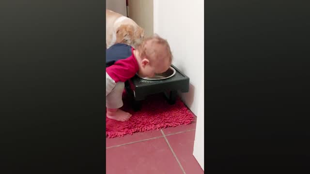 cute babies playing with dog funny video