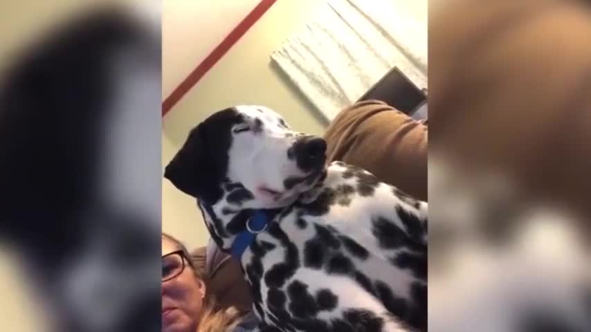 Dalmatian Tries to Stay Awake