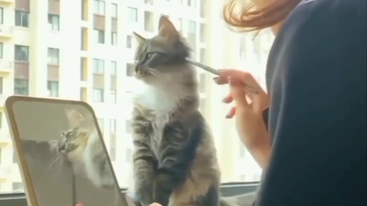 Funny animal video We sincerely hope you enjoy it; please follow us if you wanna laugh every