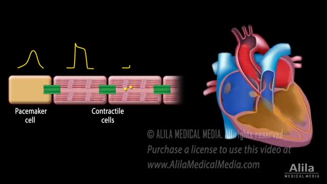 Correlation between Cardiac Action Potential and ECG, Animation