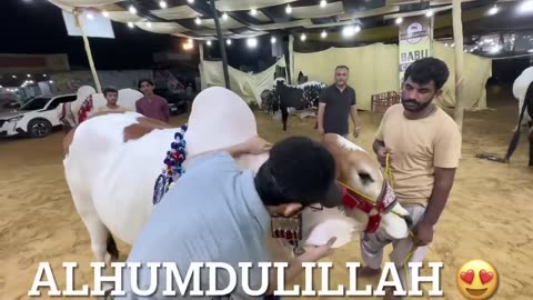 Finally cow leli 😍 | boht mushkil se mili he😕