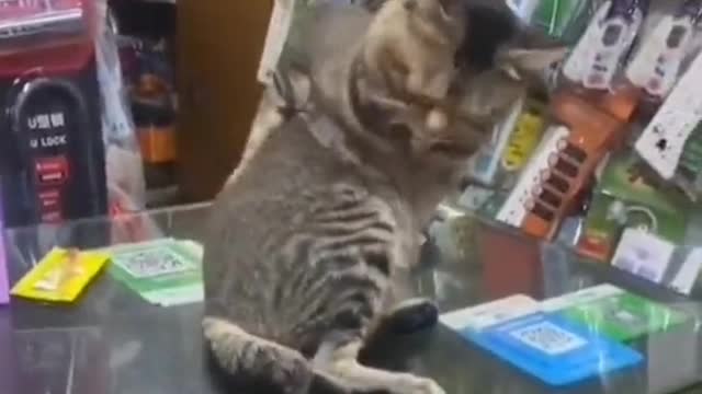 like what the actual fk 😂😂is going on. Cats going full goblin mode😂😂