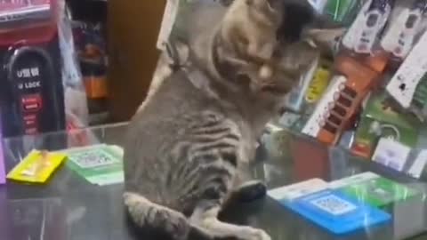 like what the actual fk 😂😂is going on. Cats going full goblin mode😂😂