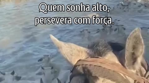 O caminho é longo, mas a recompensa vale a pena.