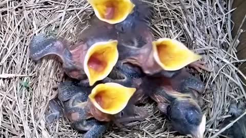 The extraordinary reproduction cycle of an American Bluebird 🐦😍